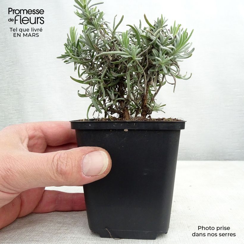 Example of Lavandula angustifolia Twickel Purple - Lavanda vera Vasetto da 8/9 cm as you get in printemps