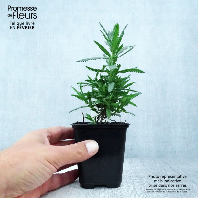 Esemplare di Lavandula dentata - Lavanda dentata Vasetto da 8/9 cm come consegnato in autunno