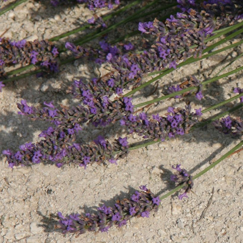 Lavandula intermedia Grosso - Lavandino (Fioritura)