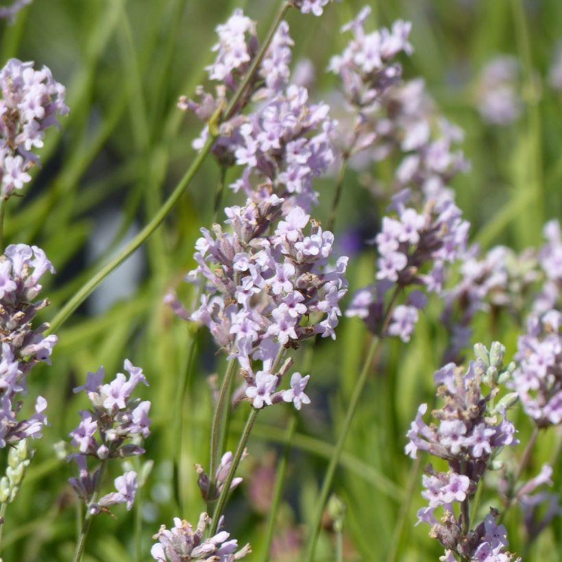 Lavandula angustifolia Rosea - Lavanda vera (Fioritura)