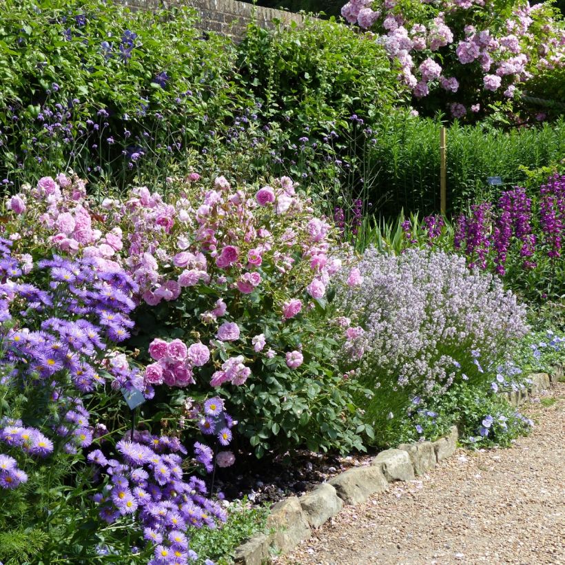 Lavandula angustifolia Rosea - Lavanda vera (Porto)