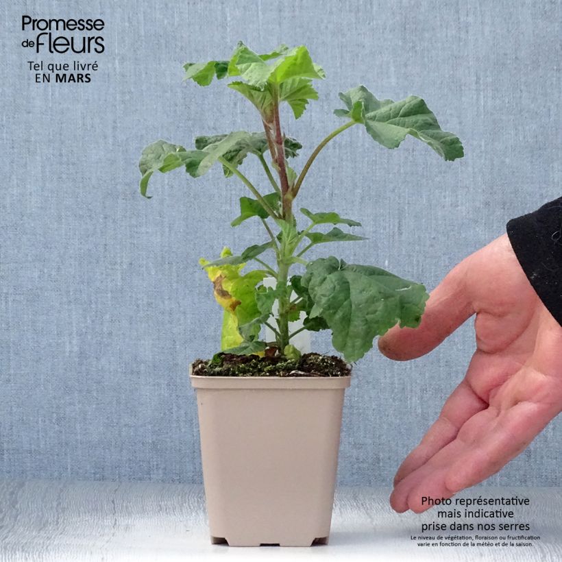 Lavatera Blue Bird Vasetto da 8/9 cm esemplare consegnato in primavera