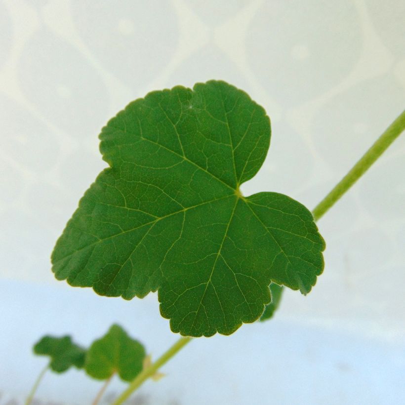 Lavatera Barnsley (Foliage)