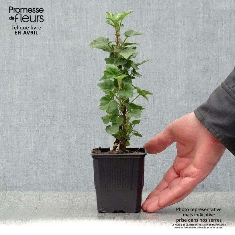 Example of Lavatera Barnsley Vasetto da 8/9 cm as you get in printemps