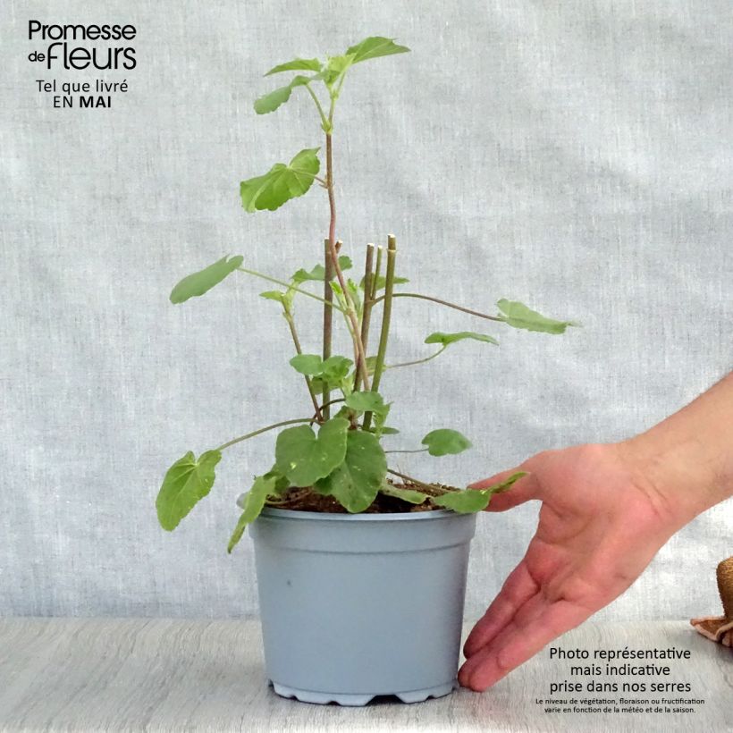 Example of Lavatera Barnsley Vaso da 2L/3L as you get in printemps