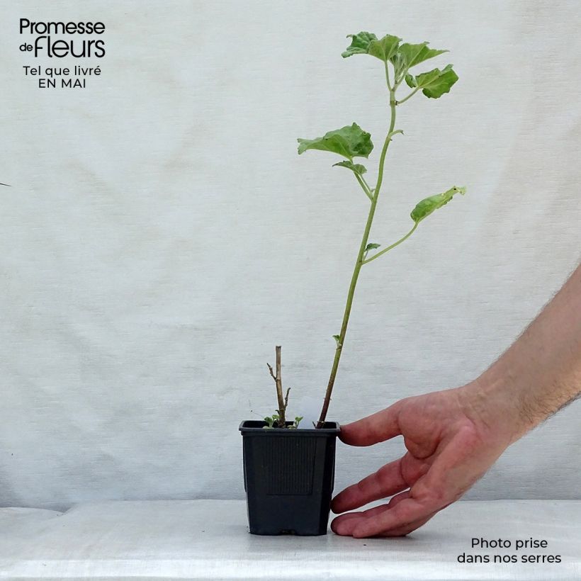 Example of Lavatera Barnsley Baby Vasetto da 8/9 cm as you get in printemps