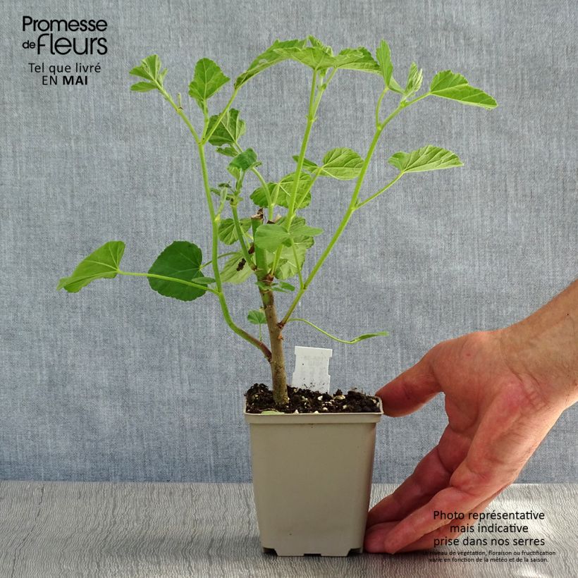 Lavatera Blushing Bride Vasetto da 8/9 cm esemplare consegnato in primavera