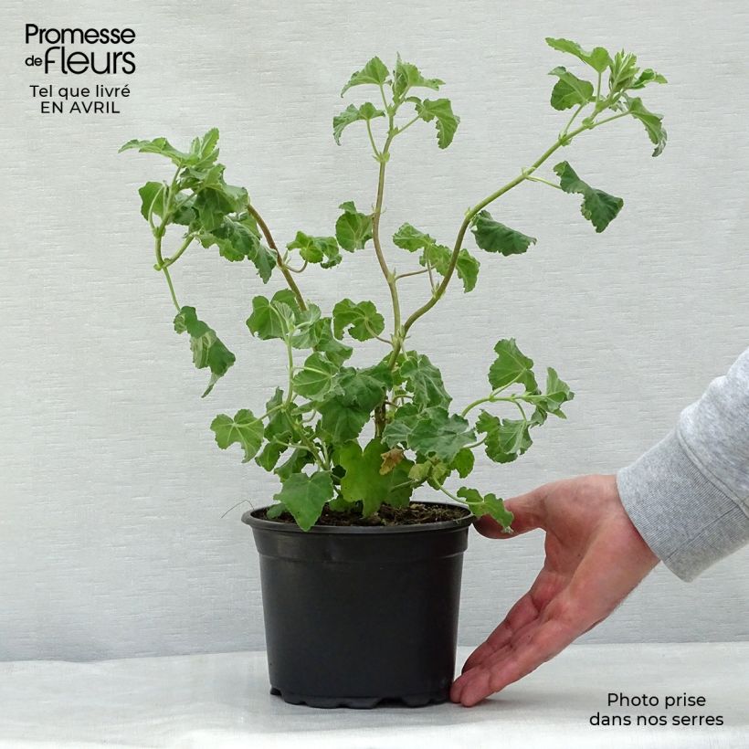 Lavatera Burgundy Wine Vaso da 2L/3L esemplare consegnato in primavera