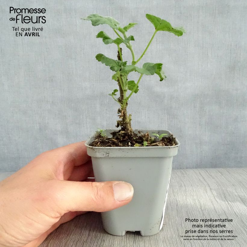 Lavatera Candy Floss Vasetto da 8/9 cm esemplare consegnato in primavera