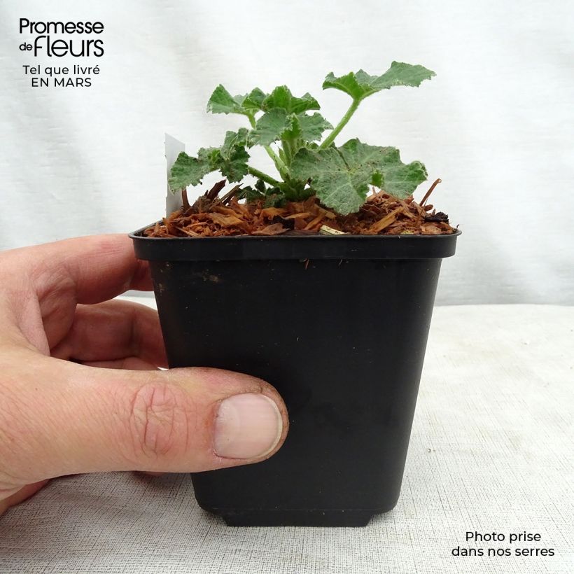 Example of Lavatera White Angel Vasetto da 8/9 cm as you get in printemps