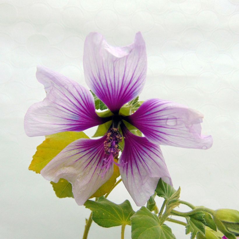 Lavatera maritima Bicolor (Fioritura)