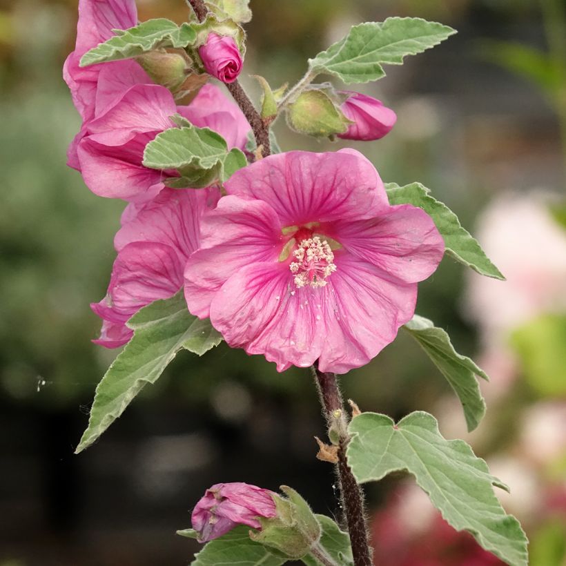 Lavatera thuringiaca Bredon Springs (Fioritura)