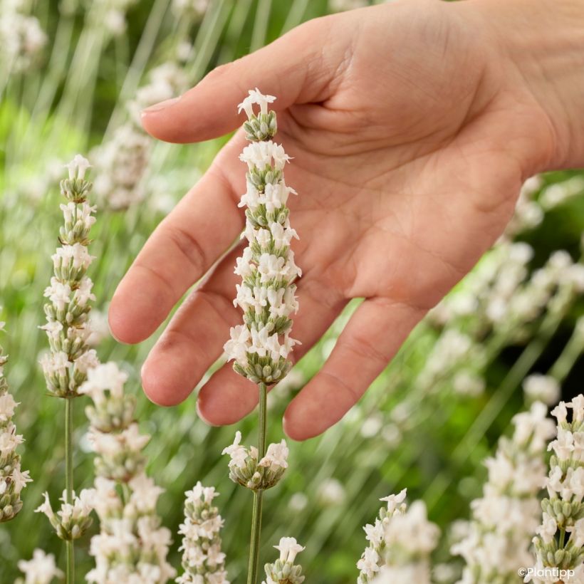 Lavandula intermedia Exceptional - Lavandino (Fioritura)