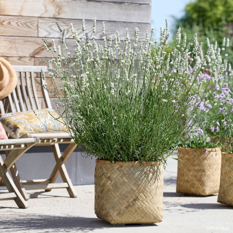 Lavandula intermedia Exceptional - Lavandino (Porto)