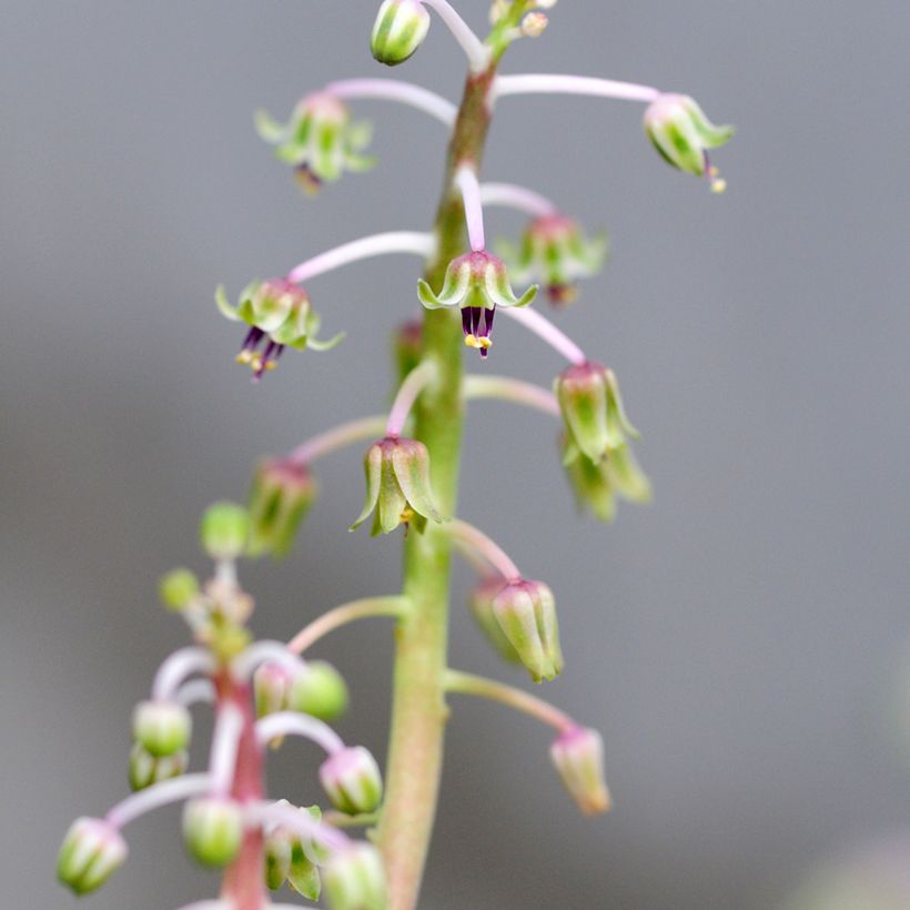 Ledebouria socialis - Scilla violacea (Flowering)