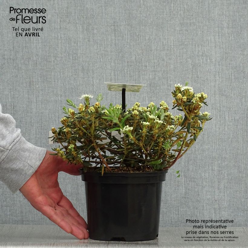 Ledum groenlandicum Compactum Vaso da 2L/3L esemplare consegnato in primavera