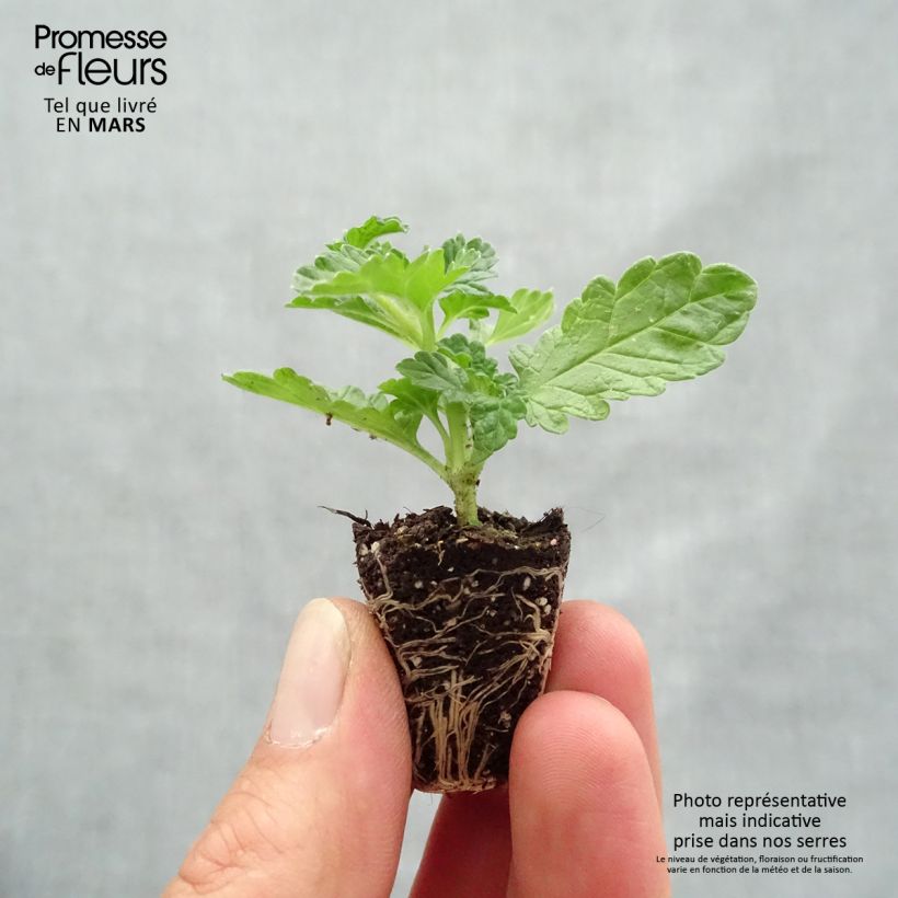 Leonotis leonurus - Coda di leone mini zolla... esemplare consegnato in primavera