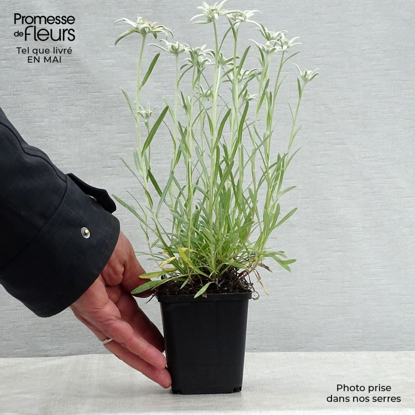 Leontopodium alpinum Blossom of Snow - Stella alpina Vasetto da 8/9 cm esemplare consegnato in primavera