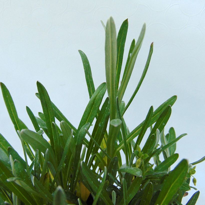 Leontopodium alpinum Mont Blanc - Stella alpina (Foliage)