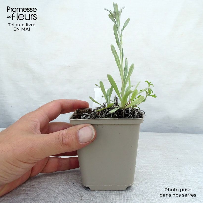 Example of Leontopodium alpinum Mont Blanc - Stella alpina Vasetto da 8/9 cm as you get in printemps