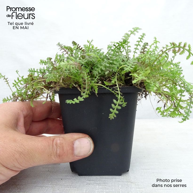 Example of Leptinella squalida Platt's Black Vasetto da 8/9 cm as you get in printemps