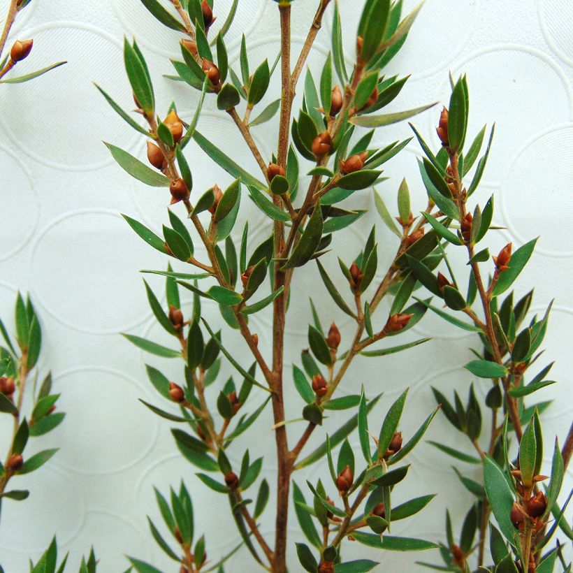 Leptospermum Karo Pearl Star - Manuka (Foliage)