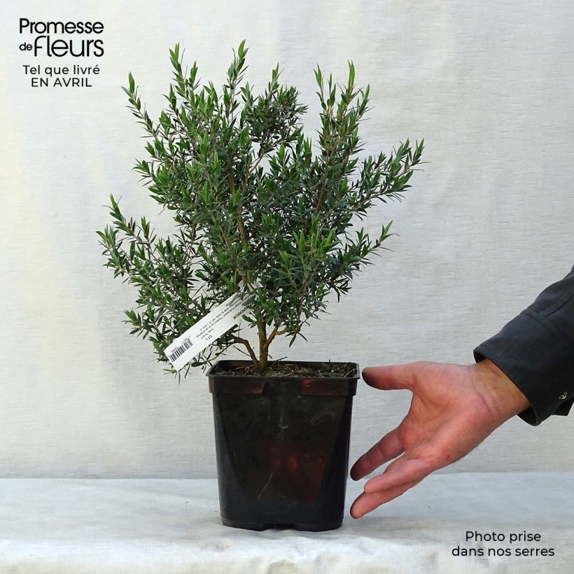 Example of Leptospermum Karo Pearl Star - Manuka Vaso da 2L/3L as you get in printemps