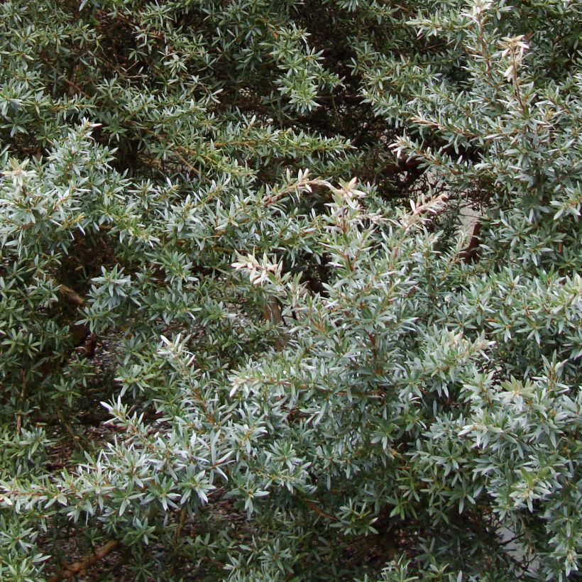 Leptospermum lanigerum Silver Sheen (Foliage)