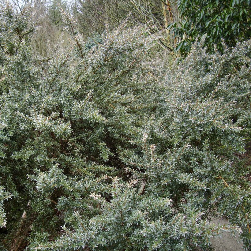 Leptospermum lanigerum Silver Sheen (Plant habit)