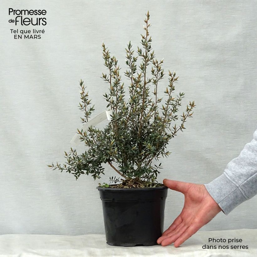 Example of Leptospermum lanigerum Silver Sheen Vaso da 2L/3L as you get in printemps