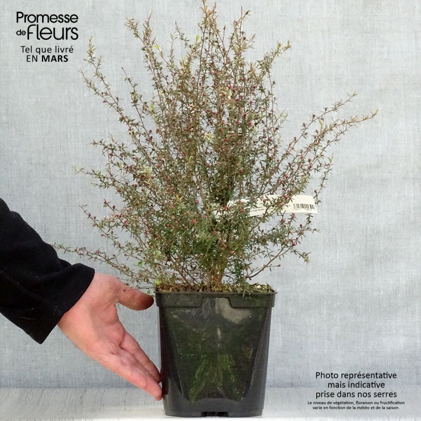 Leptospermum scoparium Wiri Kerry - Manuka Vaso da 2L/3L esemplare consegnato in primavera