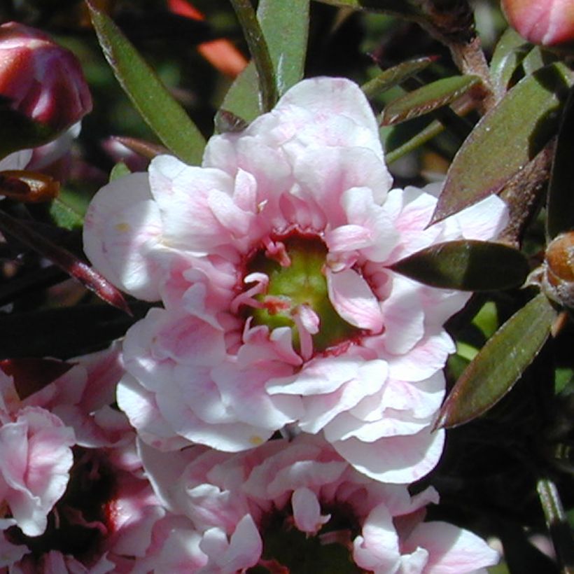 Leptospermum scoparium Apple blossom - Manuka (Fioritura)