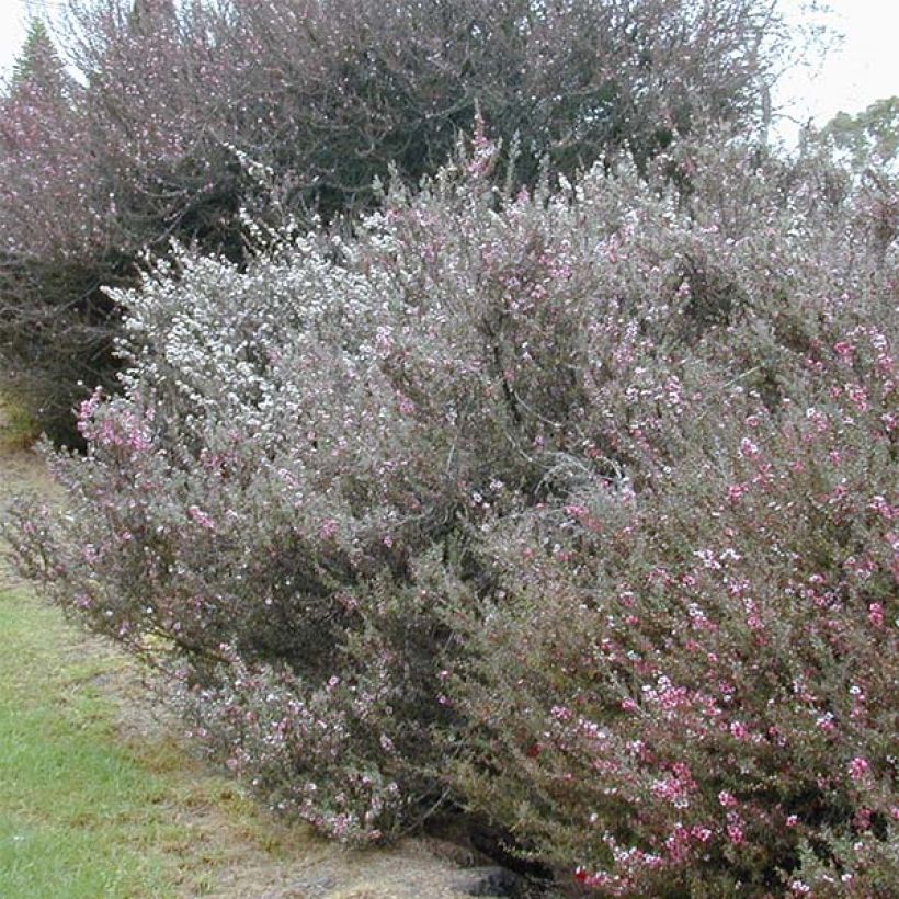 Leptospermum scoparium Blanc - Manuka (Plant habit)