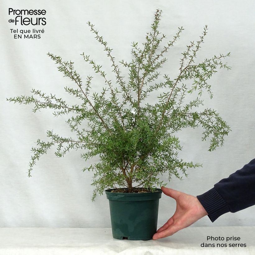 Example of Leptospermum scoparium Blanc - Manuka Vaso da 2L/3L as you get in printemps