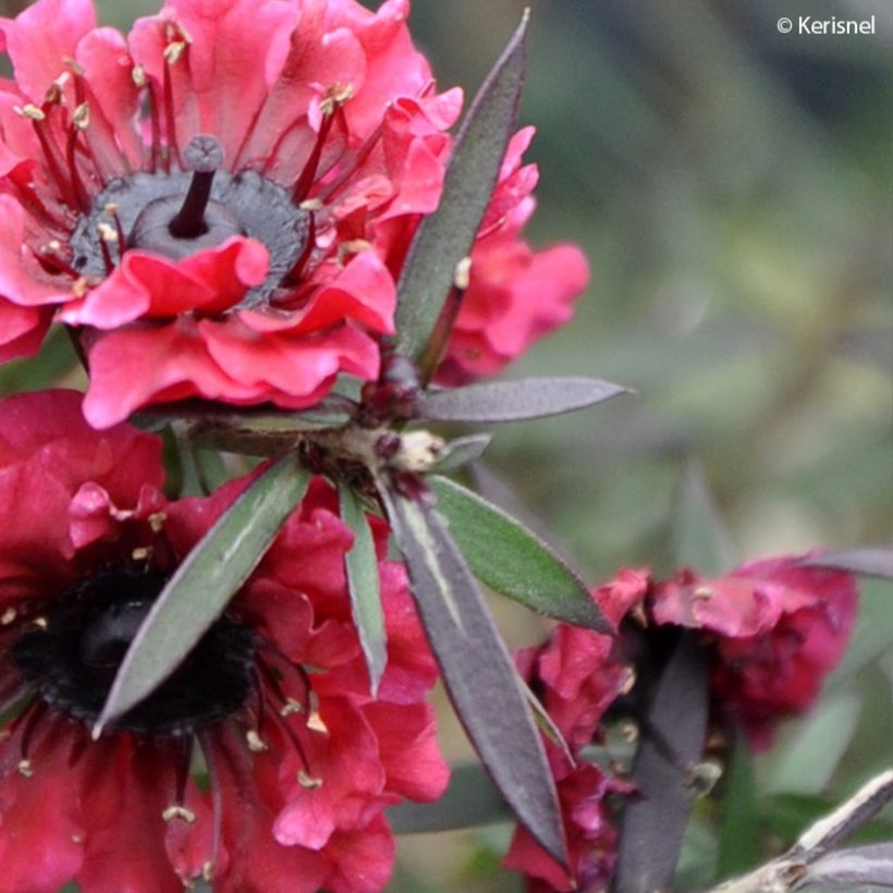 Leptospermum scoparium Crimson Glory - Manuka (Fogliame)
