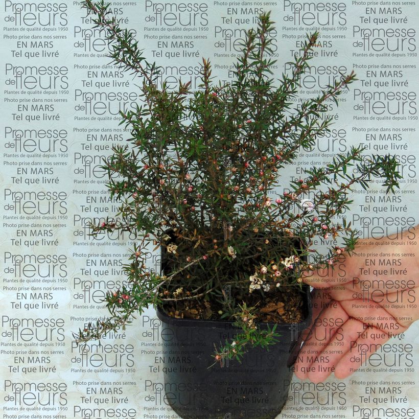 Esempio di esemplare Leptospermum scoparium Jubilee - Manuka Vaso da 2L/3L come consegnato