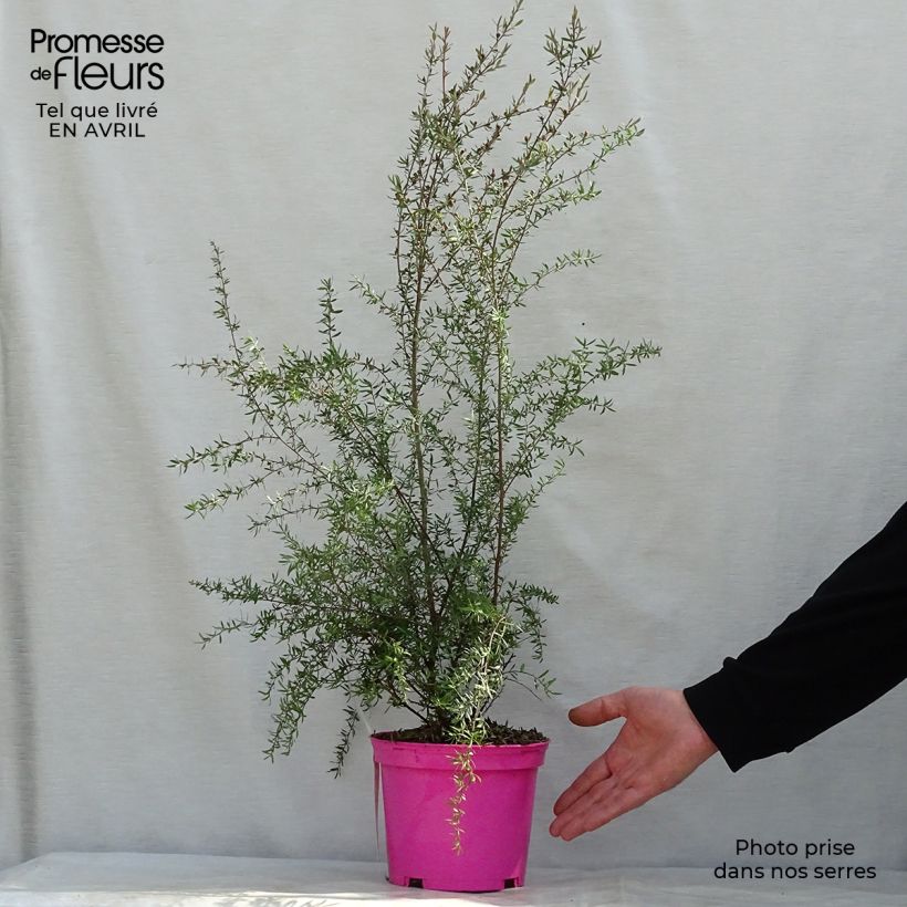 Leptospermum scoparium Martini - Manuka Vaso da 2L/3L esemplare consegnato in primavera