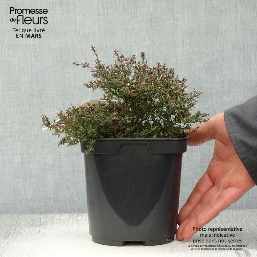 Example of Leptospermum scoparium Nanum Kiwi - Manuka Vaso da 2L/3L as you get in printemps