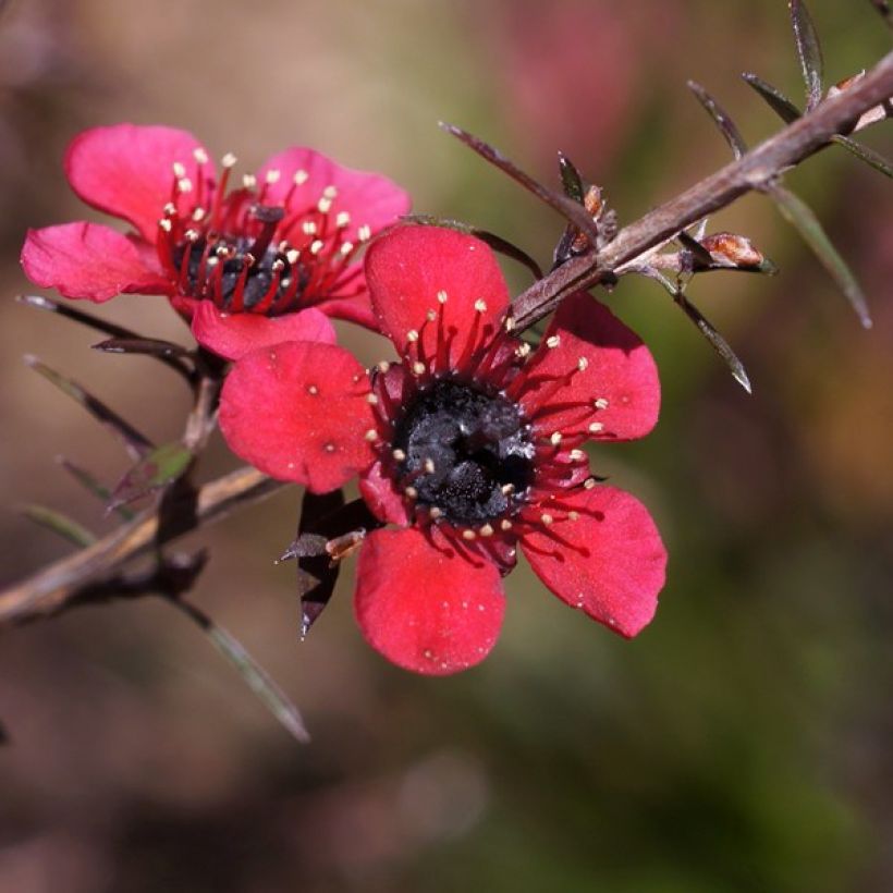 Leptospermum scoparium Nanum Kiwi - Manuka (Flowering)