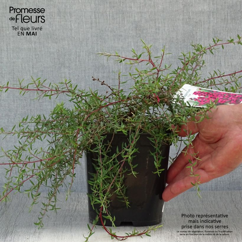 Leptospermum scoparium Red Falls - Manuka Vaso da 2L/3L esemplare consegnato in primavera