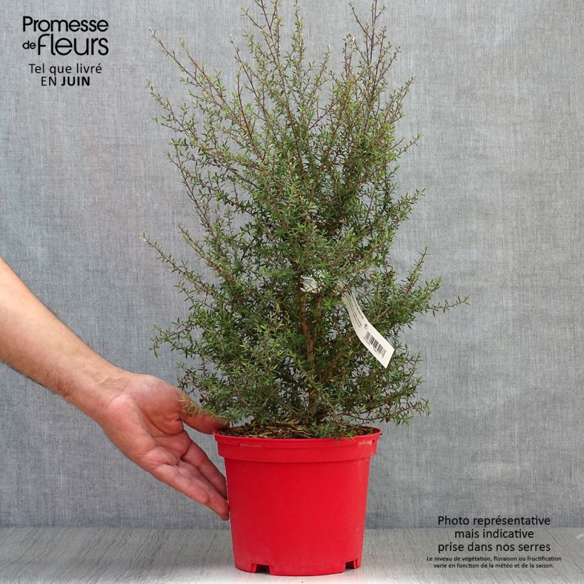 Esemplare di Leptospermum scoparium Red damask - Manuka Vaso da 3L/4L consegnato in estate