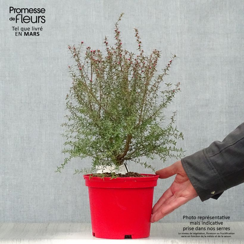 Leptospermum scoparium Red damask - Manuka Vaso da 3L/4L esemplare consegnato in primavera