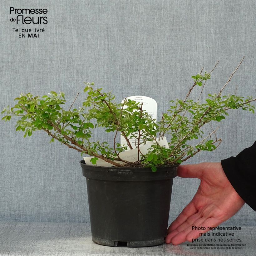 Lespedeza bicolor Yakushima Vaso da 3L/4L esemplare consegnato in primavera