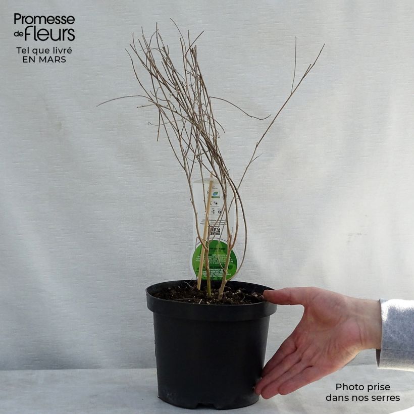 Example of Lespedeza thunbergii Vaso da 2L/3L as you get in printemps