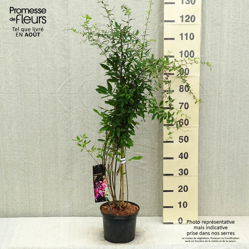 Esemplare di Lespedeza thunbergii Gibraltar Vaso da 1,5L/2L consegnato in estate