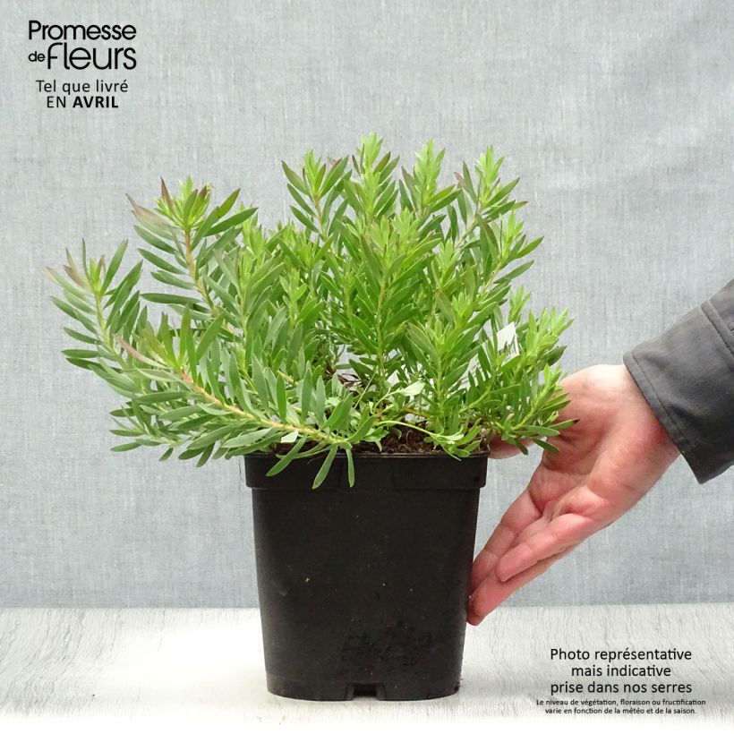 Example of Leucadendron salignum Cheeky Vaso da 3L/4L as you get in printemps