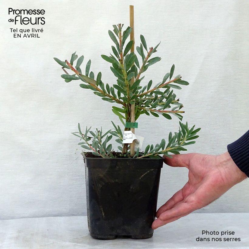 Example of Leucadendron salignum Devil's Blush Vaso da 3L/4L as you get in printemps