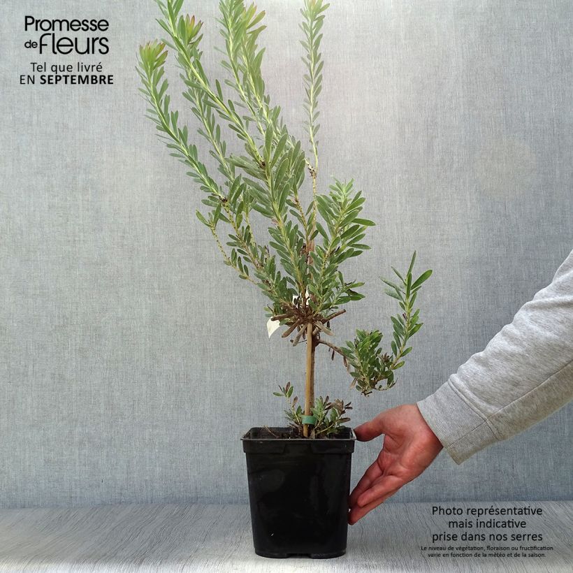 Esemplare di Leucadendron salignum Devil's Blush Vaso da 3L/4L come consegnato in autunno