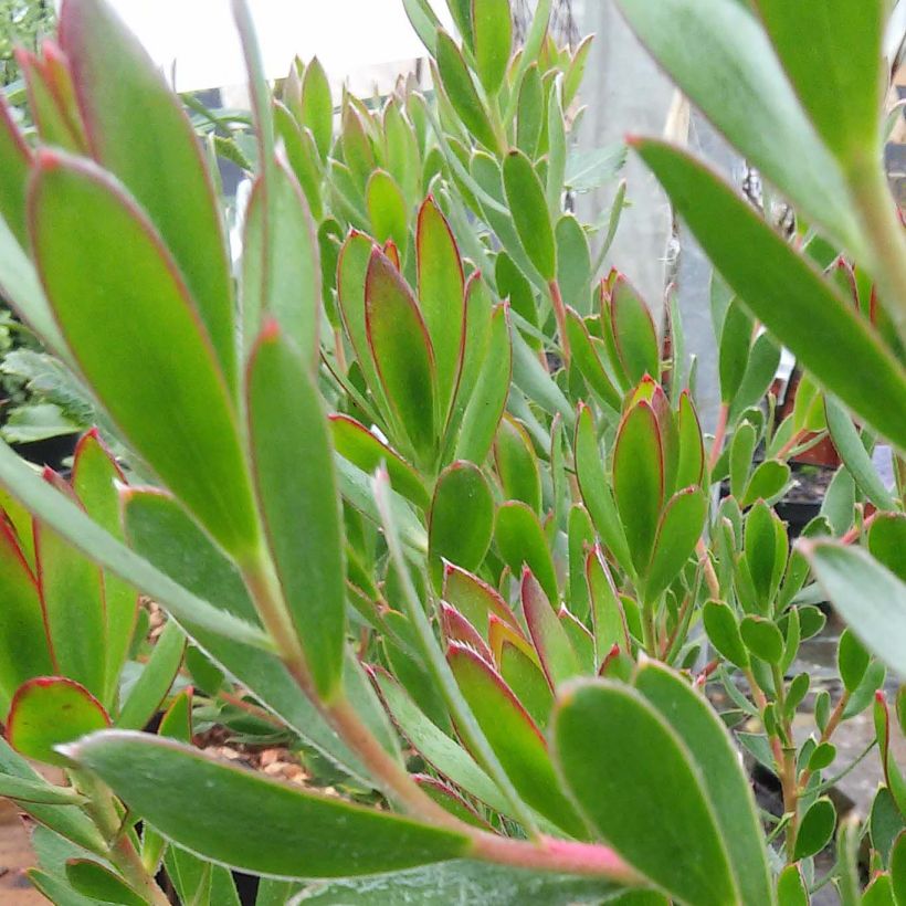 Leucadendron salignum Fireglow (Foliage)