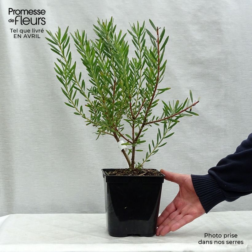 Example of Leucadendron salignum Fireglow Vaso da 3L/4L as you get in printemps